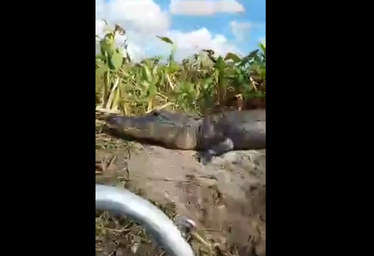 Un alligator s’invite sur une embarcation de touristes