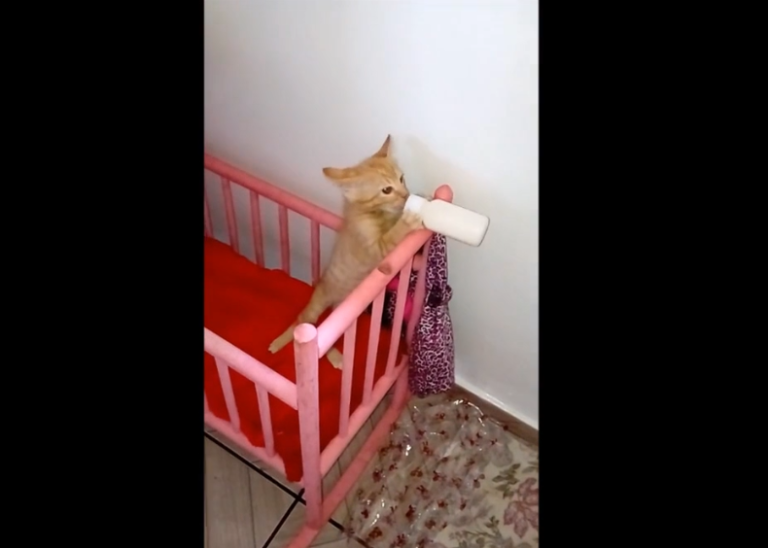 Un chaton boit son biberon de lait dans un berceau
