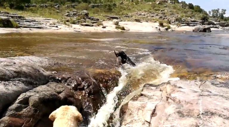 Un chien sauve un autre chien dans une cascade