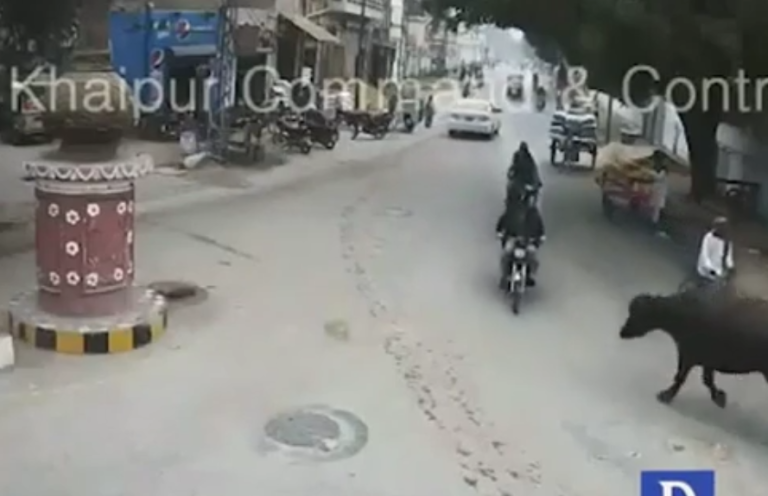 Un motard renversé par un buffle qui se baladait en pleine rue…