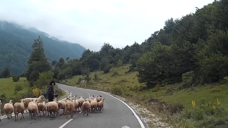 Un mouton attaque une bergère