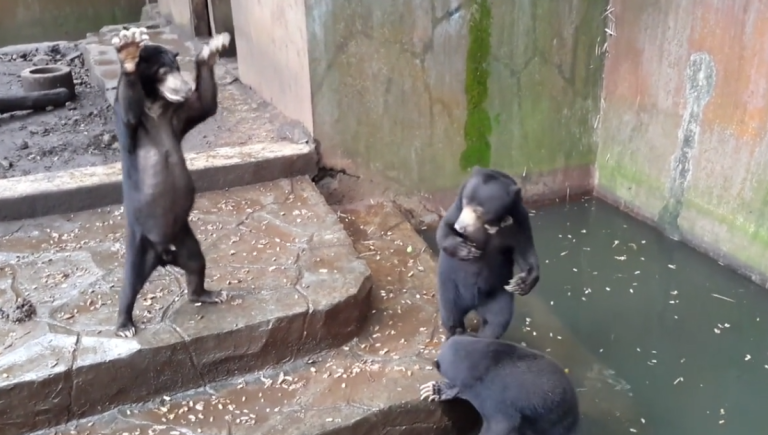 Un ours squelettique supplie les visiteurs d’un zoo pour un peu de nourriture !