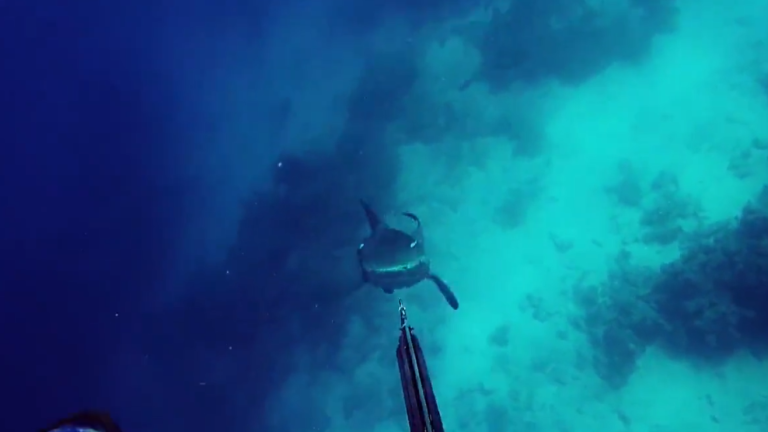 Un requin attaque un chasseur sous-marin