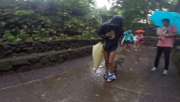 Un singe baisse le pantalon d’un homme pour récupérer un bout de banane