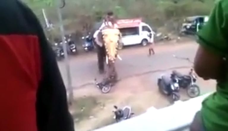 Un éléphant devient fou et dégomme tout ce qu’il trouve sur son passage…