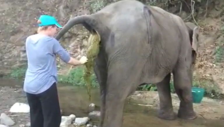 Une vétérinaire aide un éléphant avec une occlusion intestinale !