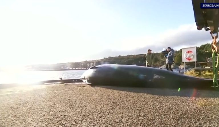 Plus de 30 sacs plastiques retrouvés dans le corps d’une baleine
