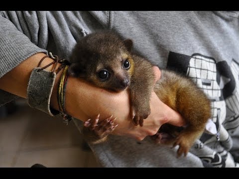 4 ANIMAUX DE COMPAGNIE ÉTRANGES ET SUPER MIGNONS