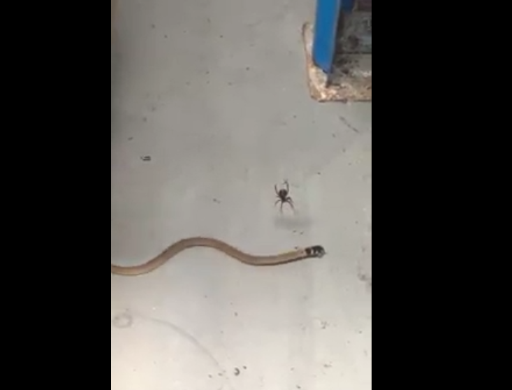 Bébé serpent vs Veuve noire