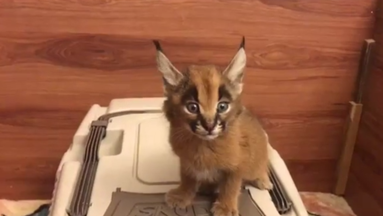 Cri d&rsquo;un jeune caracal vraiment trop mignon !