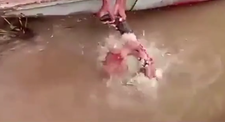 Des piranhas n’ont besoin que de quelques secondes pour dévorer une tête de buffle