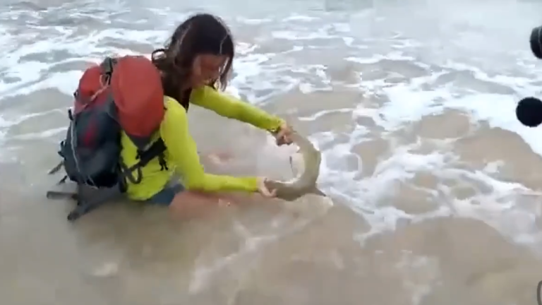 Elle capture un requin pour faire une photo et se fait mordre