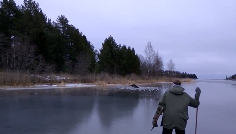 Ils sauvent un élan coincé dans un lac gelé