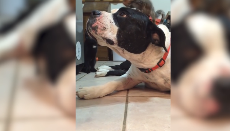 Quand un chien protège un écureuil d&rsquo;un chat !