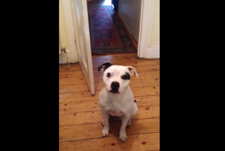 Un chien aide son maître à se préparer afin de partir en promenade !