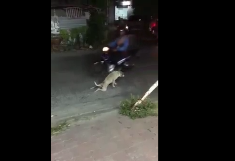Un chien paralysé bloque une route en Thaïlande… Quand soudain !
