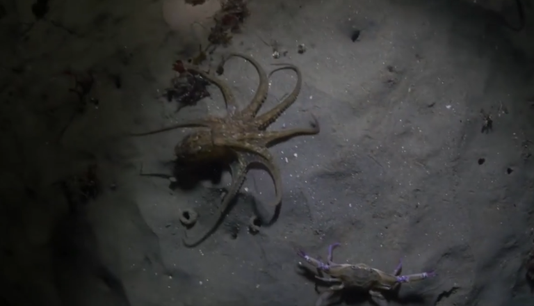 Un crabe se fait chasser par un poulpe… Le duel commence !