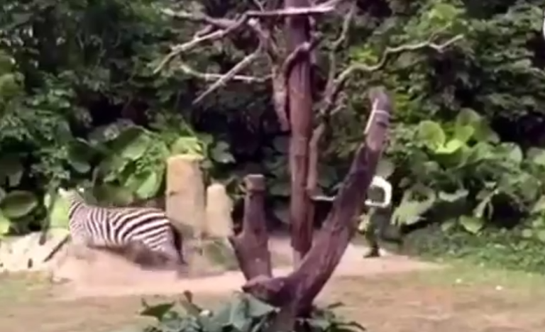 Un employé de zoo attaqué par un zèbre