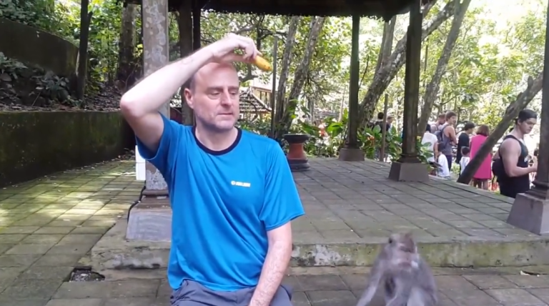 Un homme a la mauvaise idée de jouer avec des singes sauvage