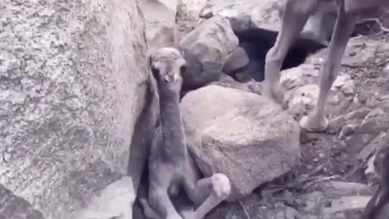 Un jeune dromadaire coincé par un rocher