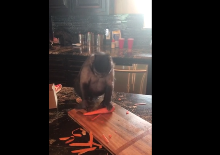 Un singe montre comment éplucher une carotte