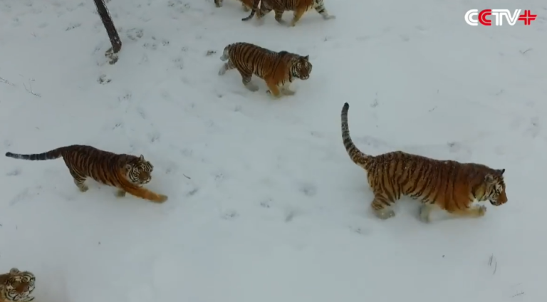 Une horde de tigres de Sibérie tentent de dévorer un drone