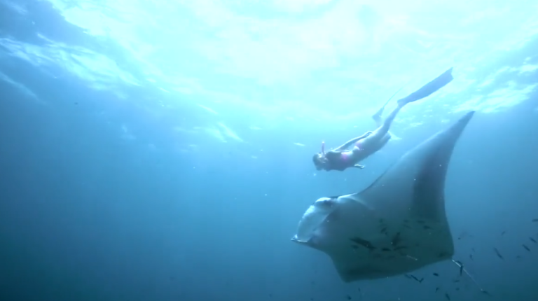 Une plongeuse nage juste à côté d’une raie géante