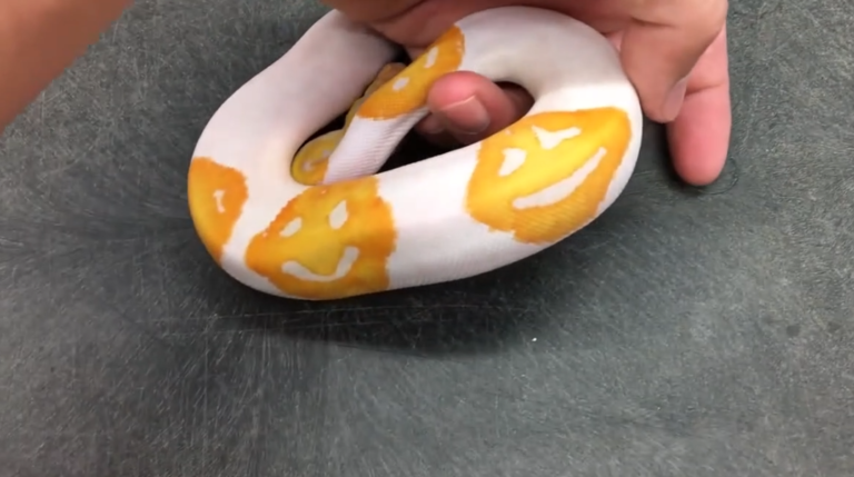 Ce python albinos a des tâches en forme de smileys