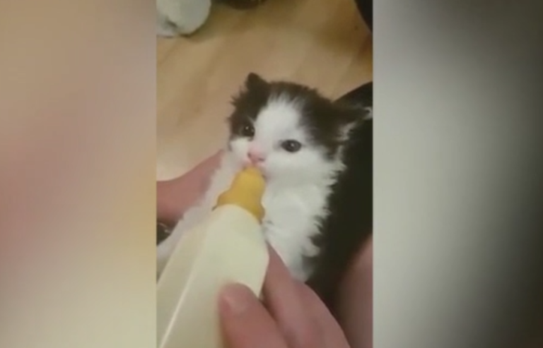 Ce que ce chaton fait en tétant son biberon est adorable !
