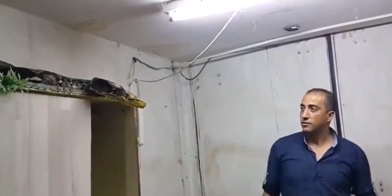 Cet homme tente d’attraper un serpent qui n’a pas l’intention de se laisser faire !