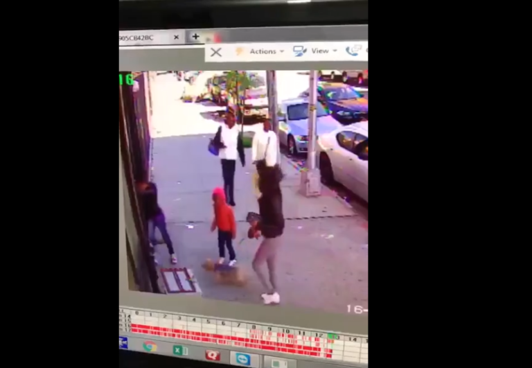 Comment ne pas protéger son chien d&rsquo;une attaque de chat