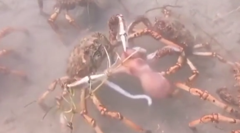 Des dizaines de crabes géants attaquent une pieuvre…