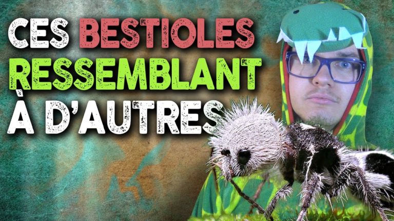 FÉERIE : Ces Bestioles Ressemblant à Autre Chose
