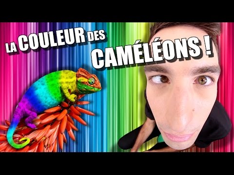 IDÉE REÇUE #14 : La couleur des caméléons
