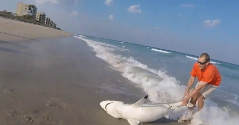 Il sort un requin de l&rsquo;océan à mains nues pour le libérer d&rsquo;un filet