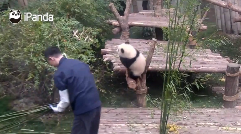 Quand un panda pot de colle empêche un soigneur de travailler