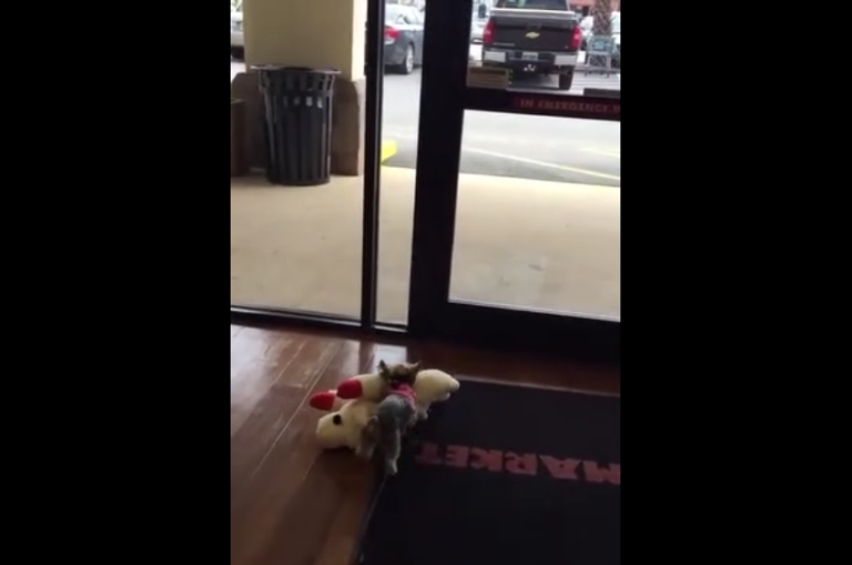 Un Yorkshire se prend d’affection pour sa nouvelle peluche