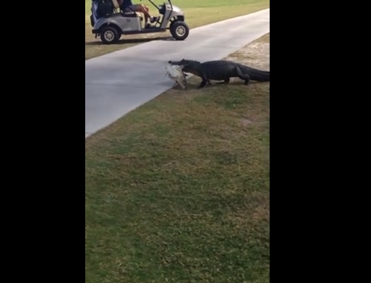 Un alligator traverse un parcours de golf avec un poisson dans la gueule !