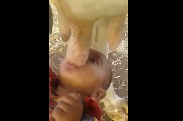Un bébé boit son lait au pis d&rsquo;une vache