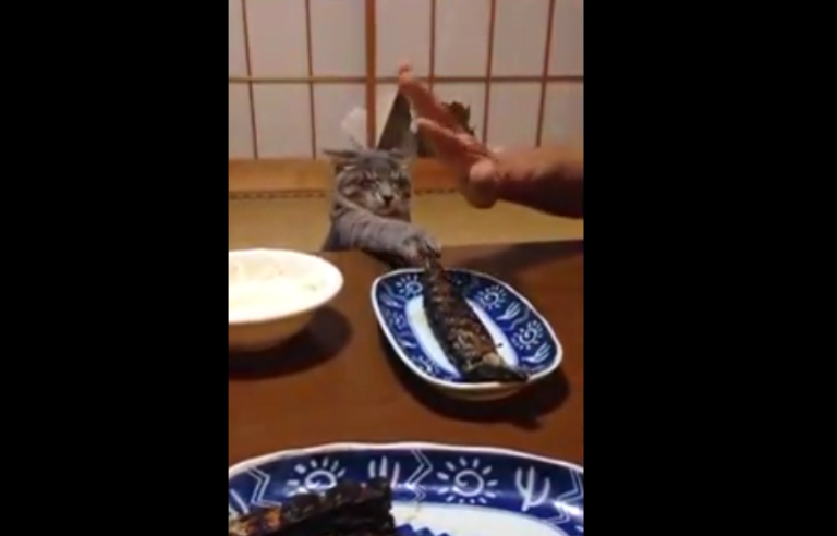 Un chat insiste pour avoir du poisson grillé