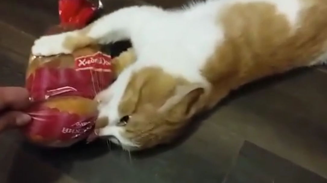 Un chat ne veut pas rendre le pain