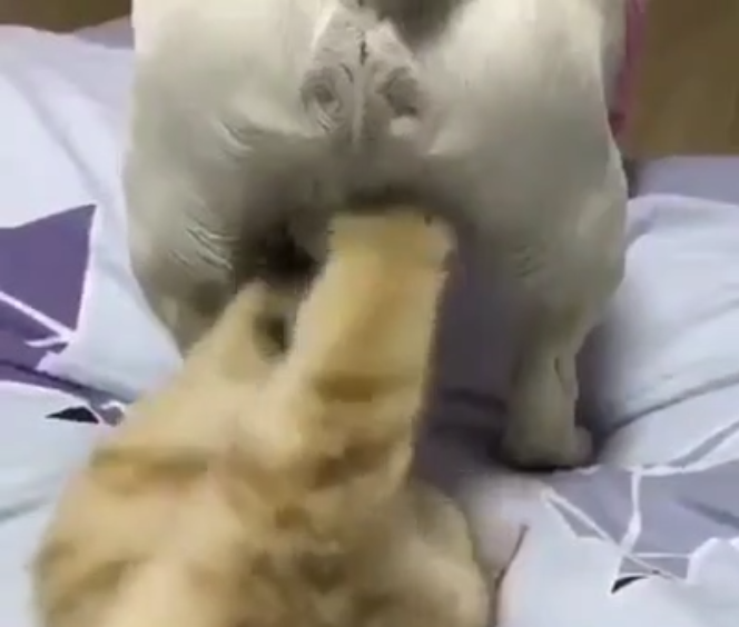 Un chaton s’amuse avec les grelots du chien