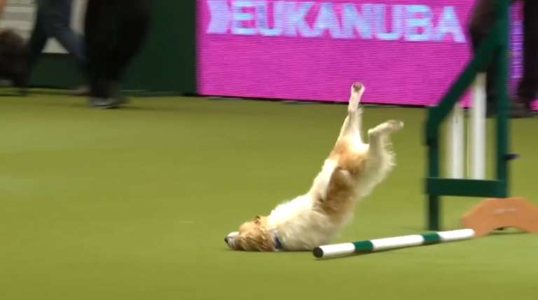 Un chien excité pendant un concours d&rsquo;agility