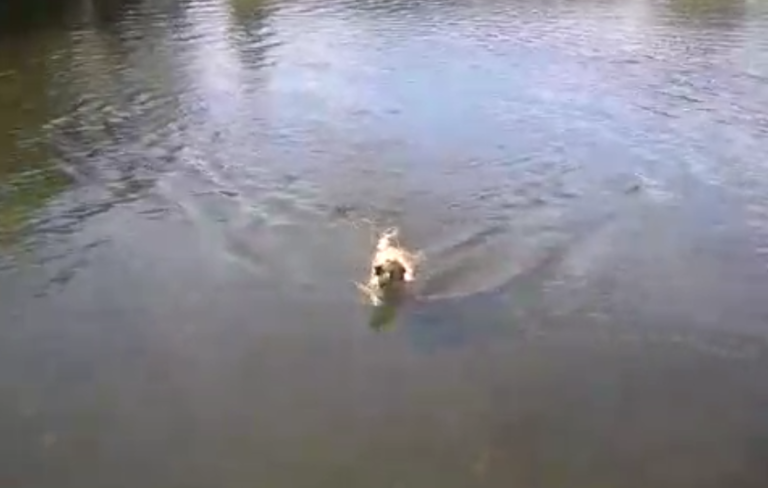 Un chien nage en faisant la brasse