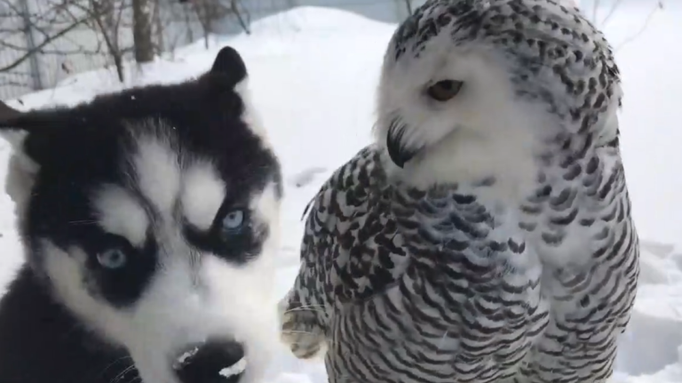 Un husky fait des bisous à une chouette