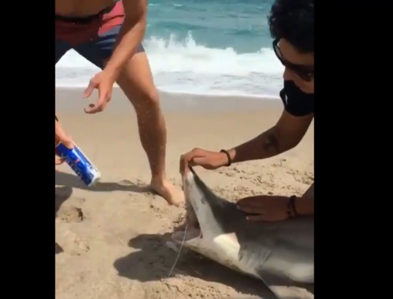 Un jeune complètement débile utilise les dents d’un requin pour ouvrir sa bière !