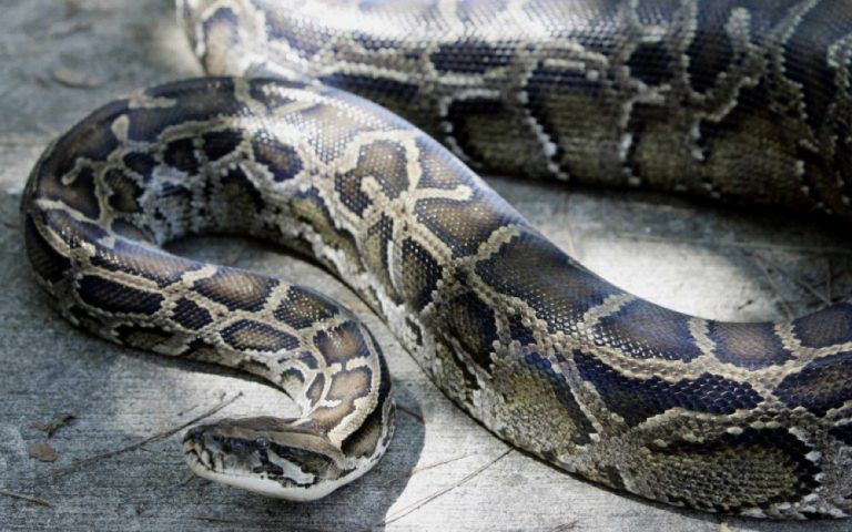 Un python avale un homme en Indonésie