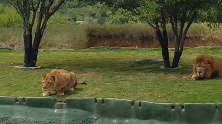 Une lionne essaie d&rsquo;attaquer les visiteurs d&rsquo;un parc safari