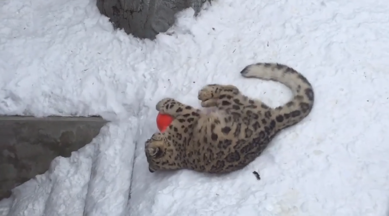 Une panthère des neiges adorable joue avec une balle