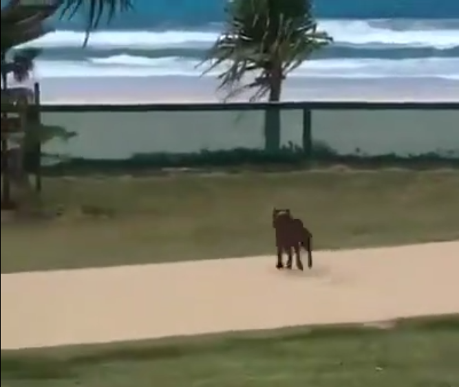 Ce chien s’enflamme un peu trop après avoir l’autorisation d&rsquo;aller sur la plage !